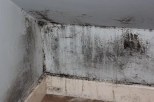 Mold Fixes 3 300x200 1